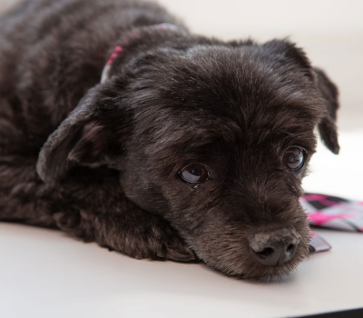 pieceful-old-dog-org